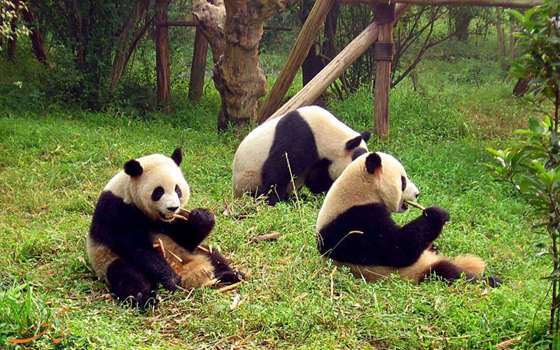 باغ وحش و پاندا در چین