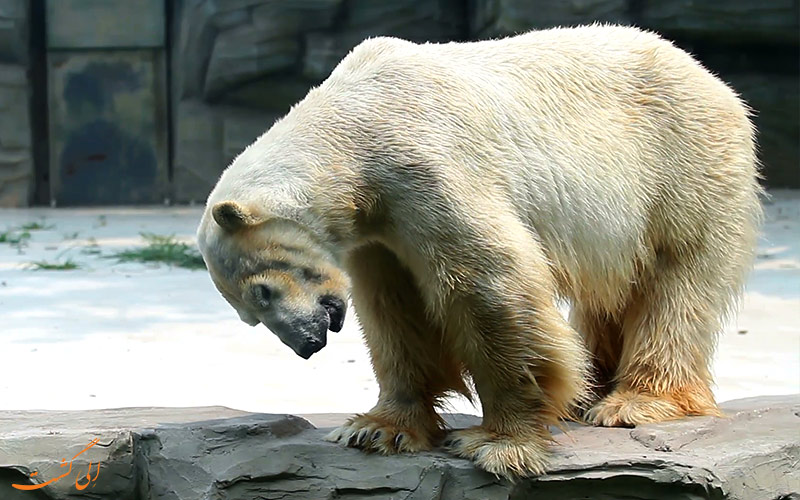 خرس قطبی در باغ وحش پکن