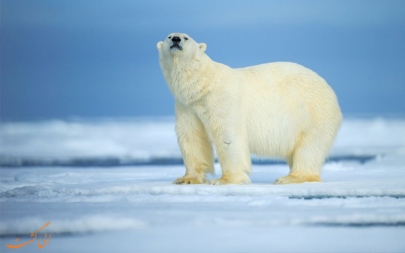 خرس قطبی- خطرناک‌ترین حیوانات روسیه