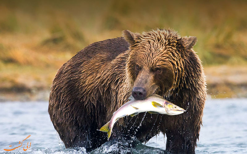 خرس قهوه ای-خطرناک‌ترین حیوانات روسیه