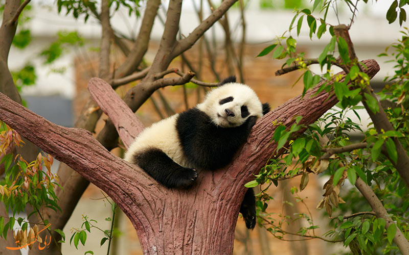 پاندا خواب آلود در باغ وحش پکن