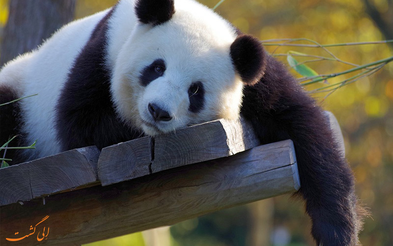 پاندای خواب آلوده در باغ وحش پکن