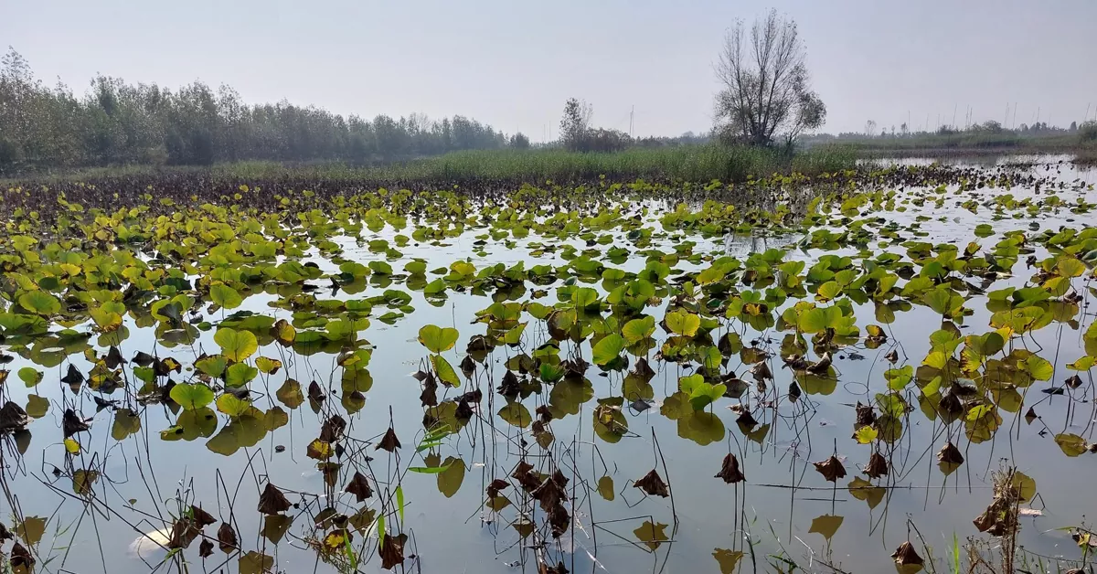 تالاب عزیزک - جاذبه های بابلسر