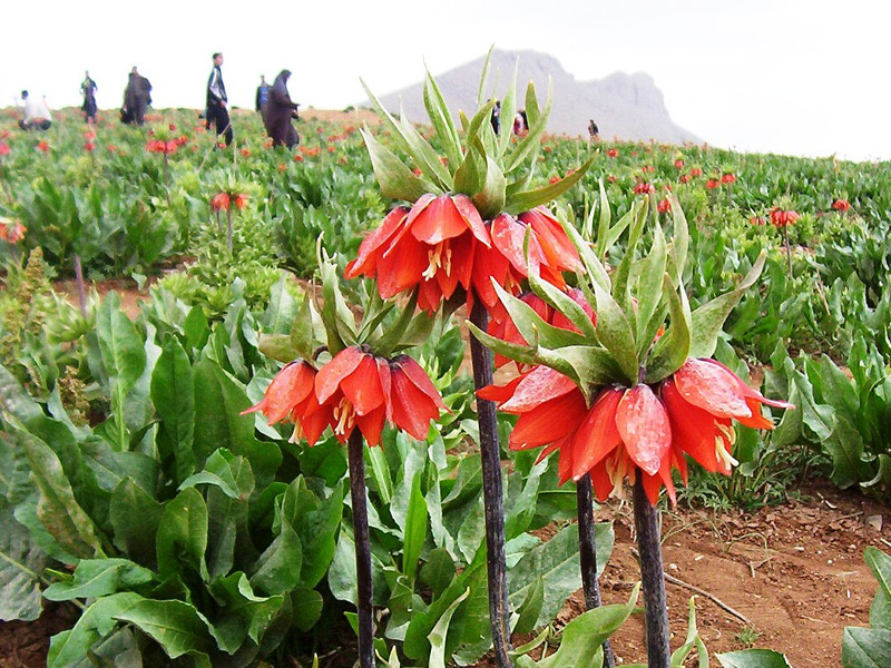 شهرستان کوهرنگ