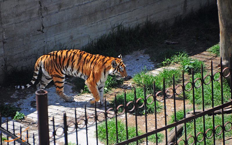 11_ بازدیدی هیجان انگیز از باغ وحش تفلیس | Tbilisi Zoo 11_ بازدیدی هیجان انگیز از باغ وحش تفلیس | Tbilisi Zoo