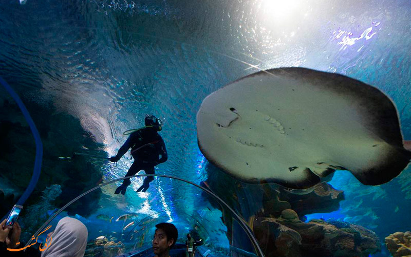 آکواریوم KLCC | Aquaria KLCC, Kuala Lumpur. آکواریوم KLCC | Aquaria KLCC, Kuala Lumpur.