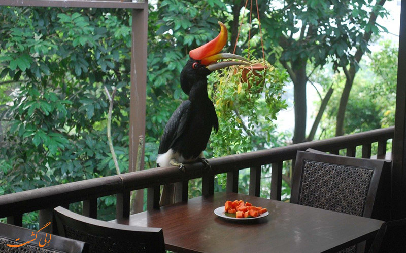 باغ پرندگان کوالالامپور | Kuala Lumpur Bird Park باغ پرندگان کوالالامپور | Kuala Lumpur Bird Park