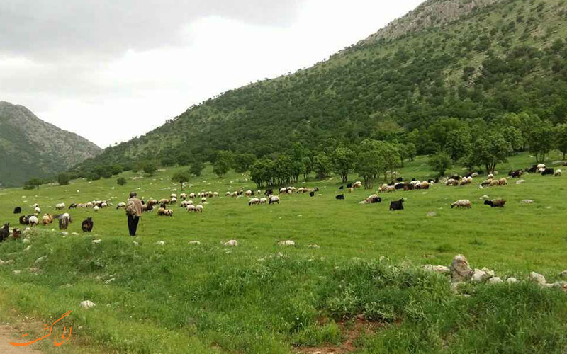 دزلی دزلی