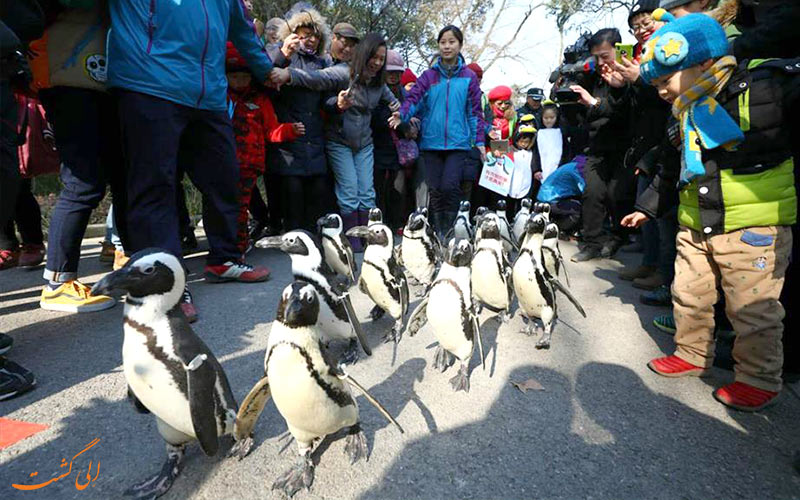 باغ وحش شانگهای و پنگوئن های رژه رونده
