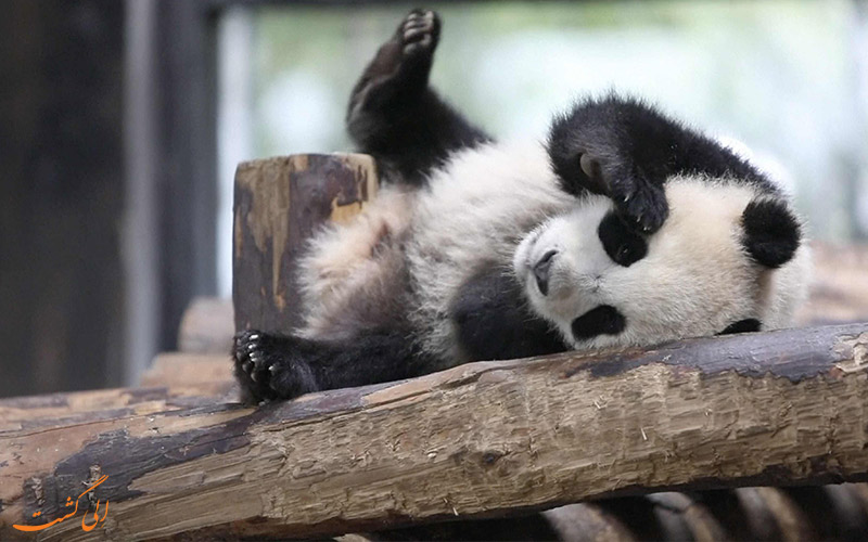 بچه پاندا در حال استراحت-باغ وحش شانگهای
