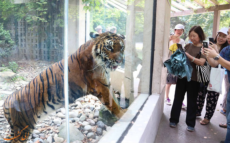 گردشگران و تماشای ببر بنگال در باغ وحش شانگهای