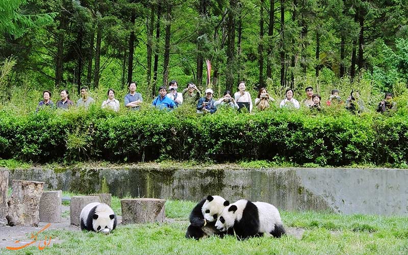 تور و سفرهای طبیعت گردی در چین برای تماشای پاندا