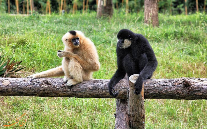 دو نوع میمون در باغ وحش شانگهای
