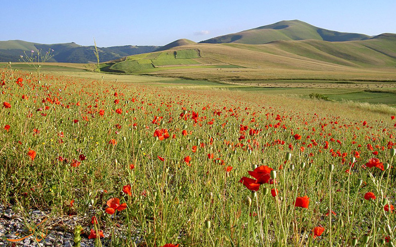 کستلوچیو