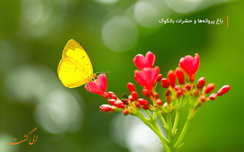 باغ پروانه ها و حشرات، تفریحی رایگان در بانکوک