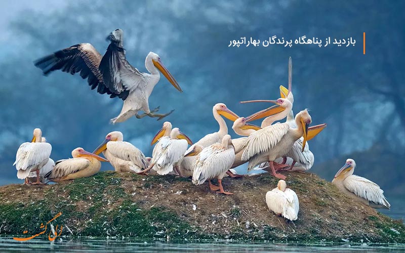 سافاری هند از پارک ملی کلادو هند