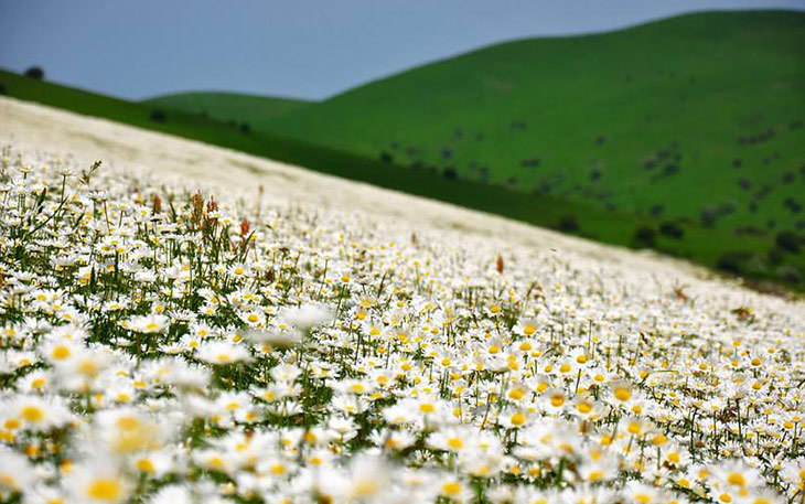 دشت گل های بابونه در جنگل فندقلو