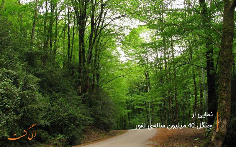 جنگل لفور