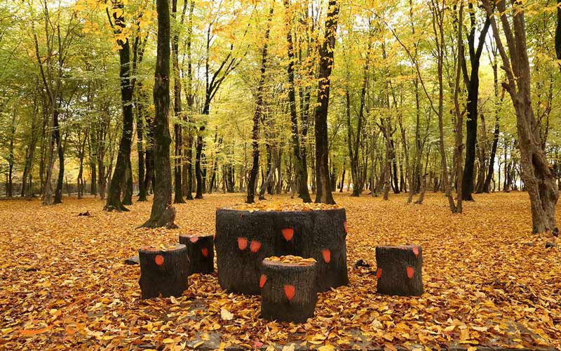 النگدره از جنگل های زیبای شمال النگدره از جنگل های زیبای شمال