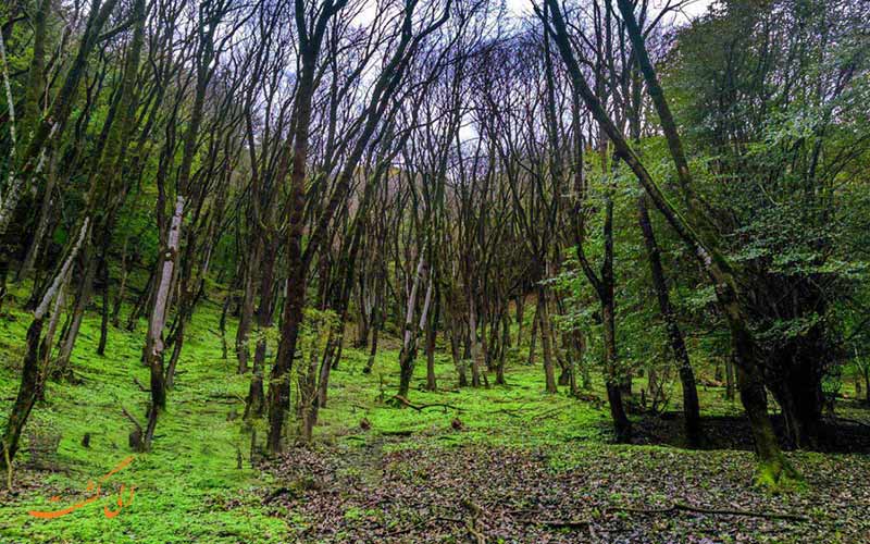 ارزشمندترین و بهترین جنگل های شمال جنگل نوردی