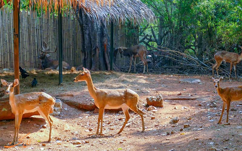 آهوهای باغ وحش دوزیت بانکوک آهوهای باغ وحش دوزیت بانکوک