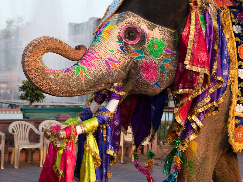 فستیوال فیل در جیپور