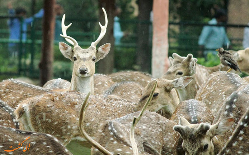 گوزن های خالدار در باغ وحش جیپور