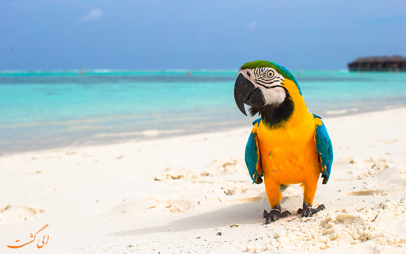 طوطی جزایر مالدیو به رنگ های زنده زرد، سبز و لاجوردی