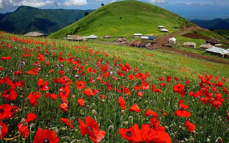 نمایی از دشت پر از گل و خانه های روستایی نمایی از دشت پر از گل و خانه های روستایی