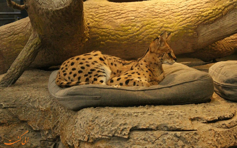 یوزگربه (Serval) در قسمت حیات وحش آکواریوم