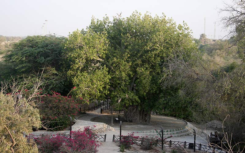 درخت کهنسال کیش