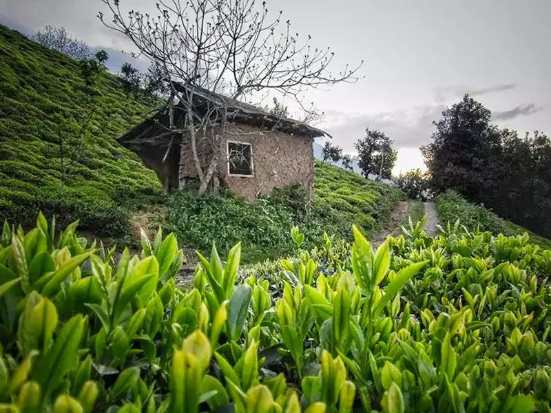 املش در گیلان