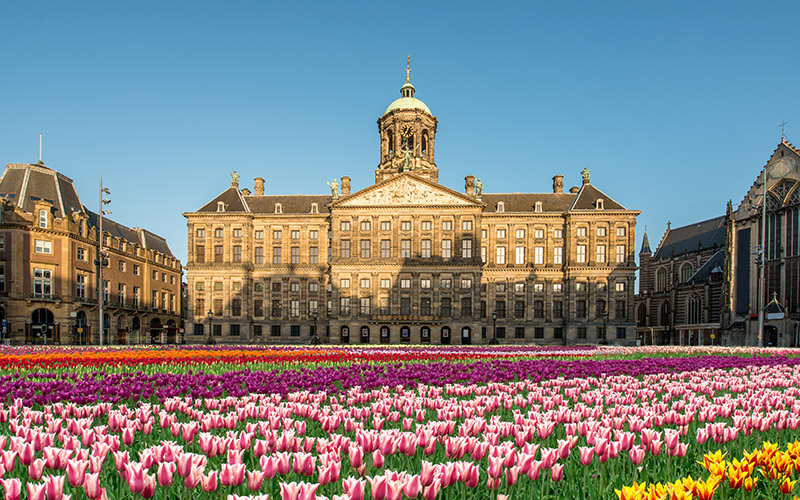 گل های لاله در هلند