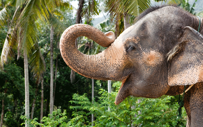فیل های آسیایی
