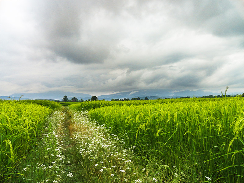 چمستان-مازندران