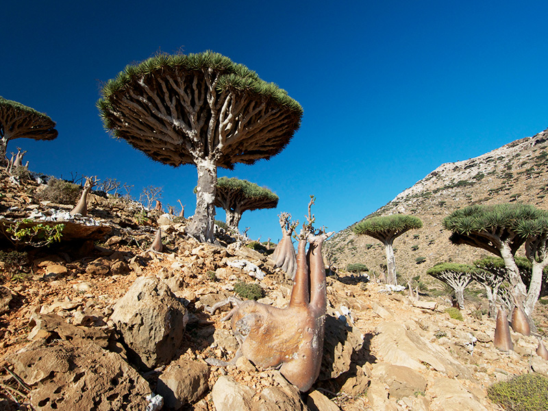  جزیره سقطری
