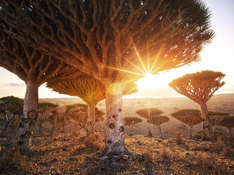 جزیره سقطری در یمن