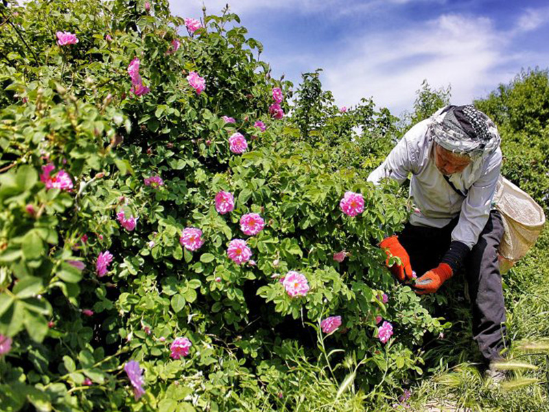 راهنمای سفر به قمصر 