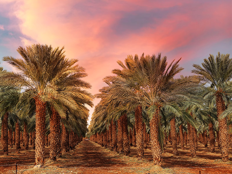 نخلستان-های-خرمای-بوشهر خرماهای بوشهر