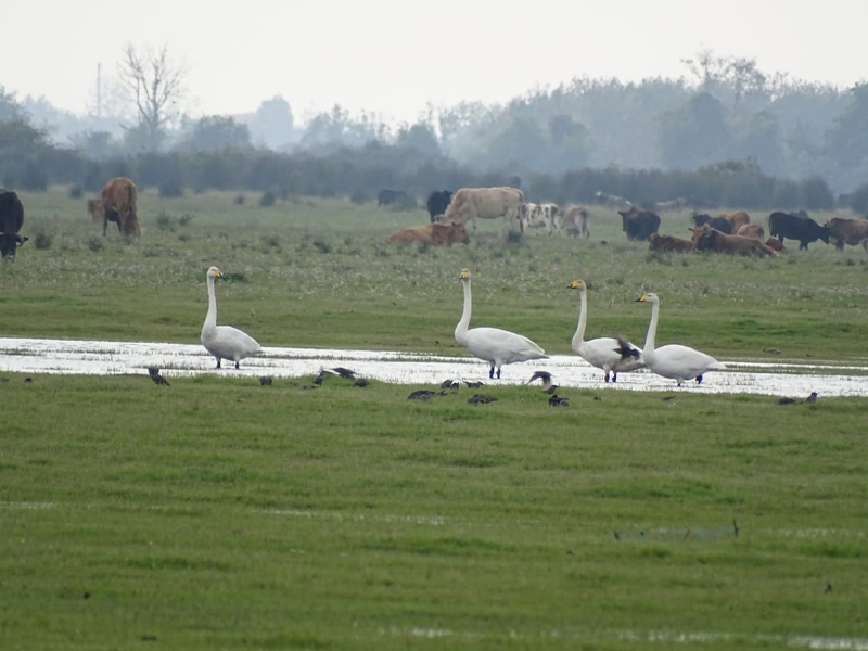پارک ملی بوجاق
