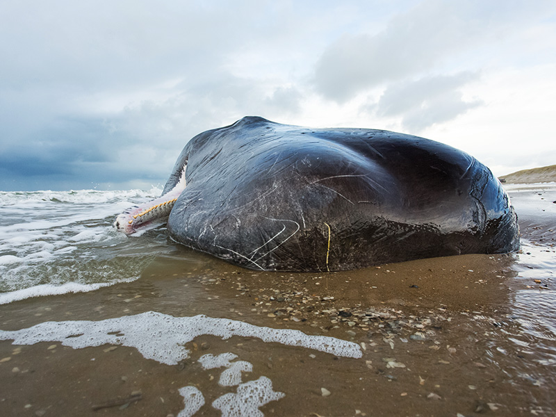 علت مرگ نهنگ های کیش