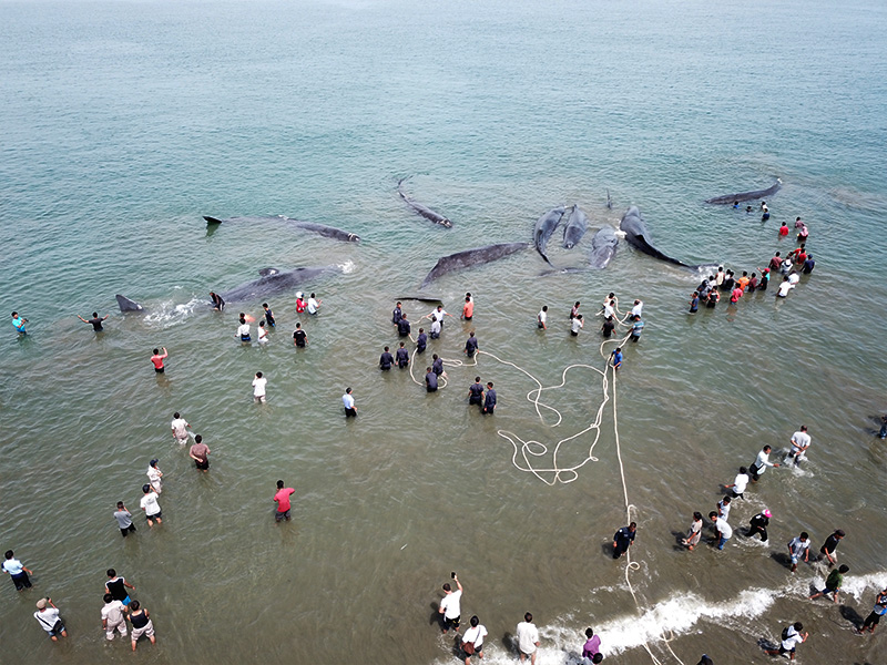 مرگ نهنگ های جزیره کیش
