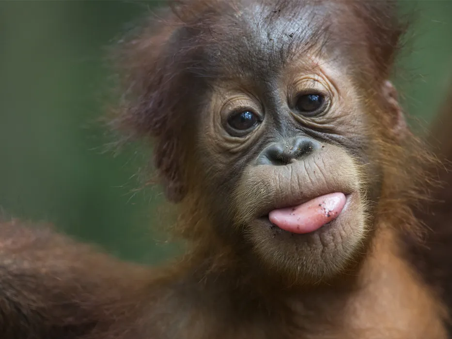 اورانگوتان حیوان سخنگو