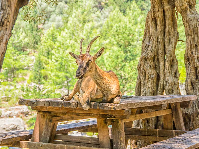 پارک ملی تنگه ساماریا - Samaria Gorge
