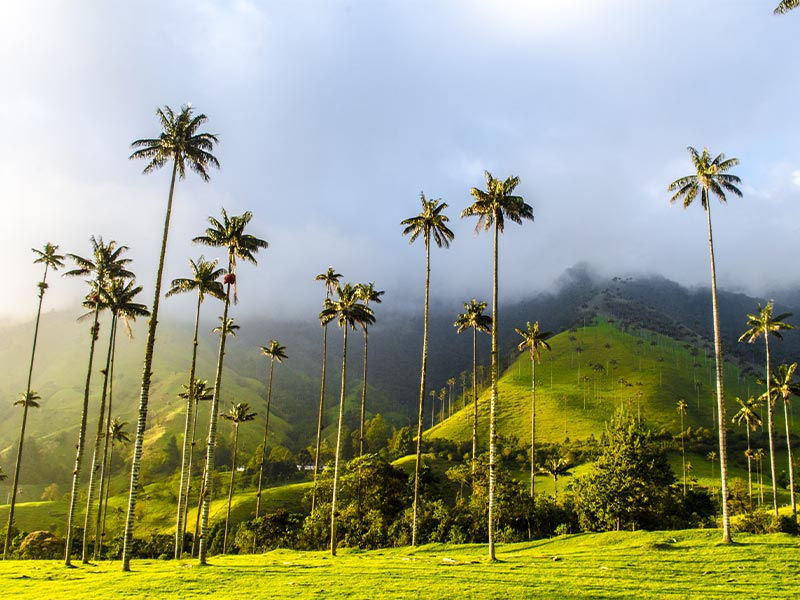 The Cocora Valley