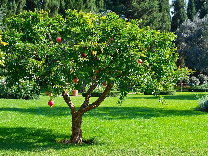 درختان مقدس ایرانی درخت انار