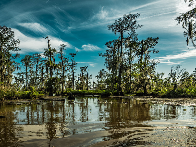 پوشش گیاهی باتلاق های لوئیزیانا