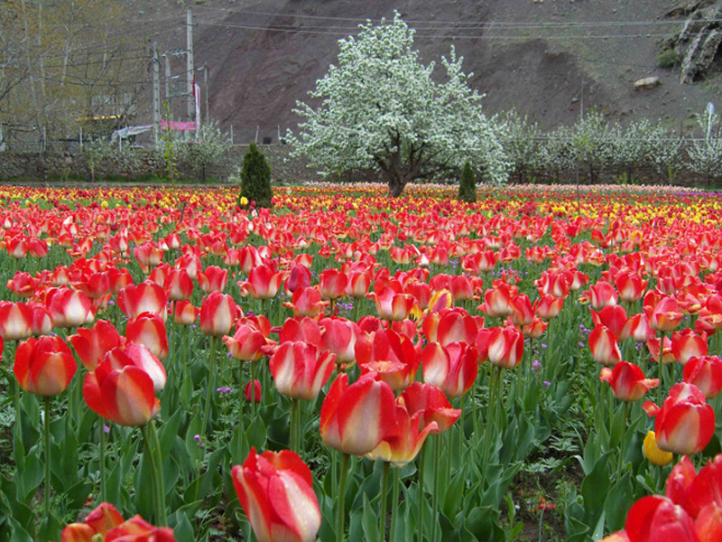گلزارهای ایران