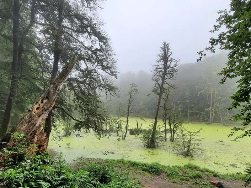 مرداب دیوک