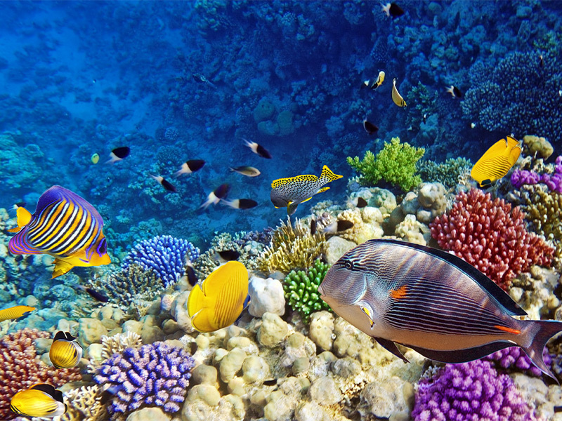 با دنیای زیر آب در غواصی کیش آشنا شوید - الی گشت